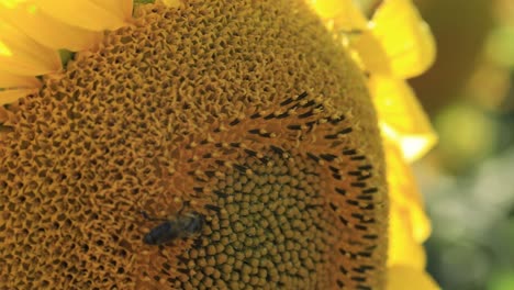 honey bees fly back and forth from a sunflower