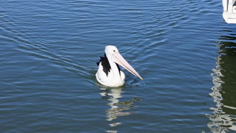 pelican and seagull in water interaction