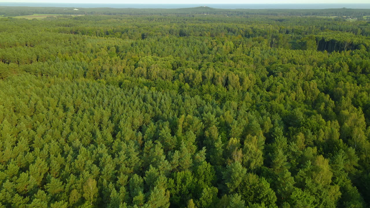 enormes bosques espesos y densos de sasino polonia se inclinan hacia arriba