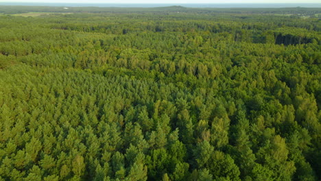 Enormes-Bosques-Espesos-Y-Densos-De-Sasino-Polonia-Se-Inclinan-Hacia-Arriba