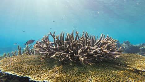 an acropora coral stands prominently on a reef structure bathed in sunlight, surrounded by clear blue waters