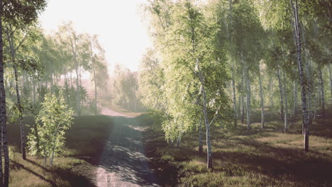 Schmutzige-Straße-Durch-Den-Sommerwald