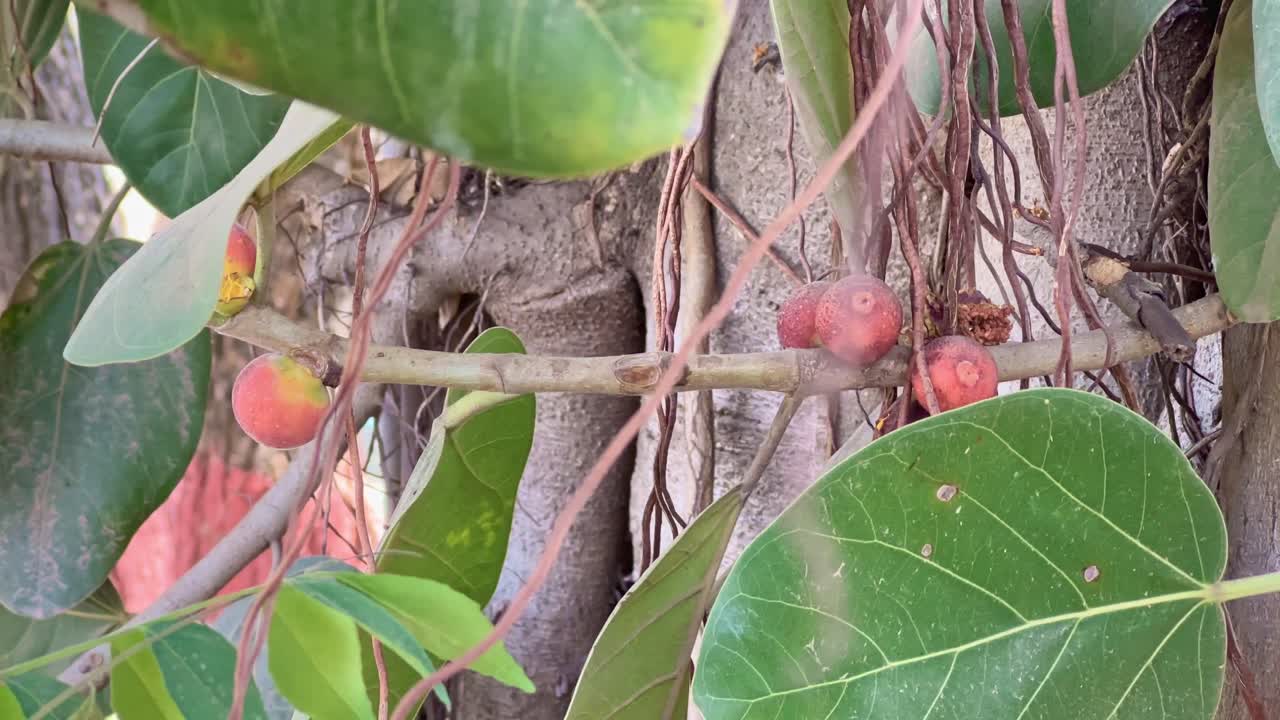 Closeup shot of red coloured ripe fruit or seeds of the Great Banyan tree