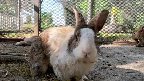 rabbits and goats in a farm enclosure