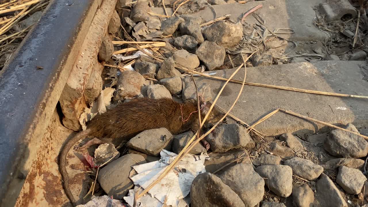 기찻길 위의 죽은 쥐와