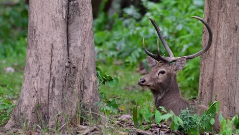 the eld's deer is an endangered species due to habitat loss and hunting