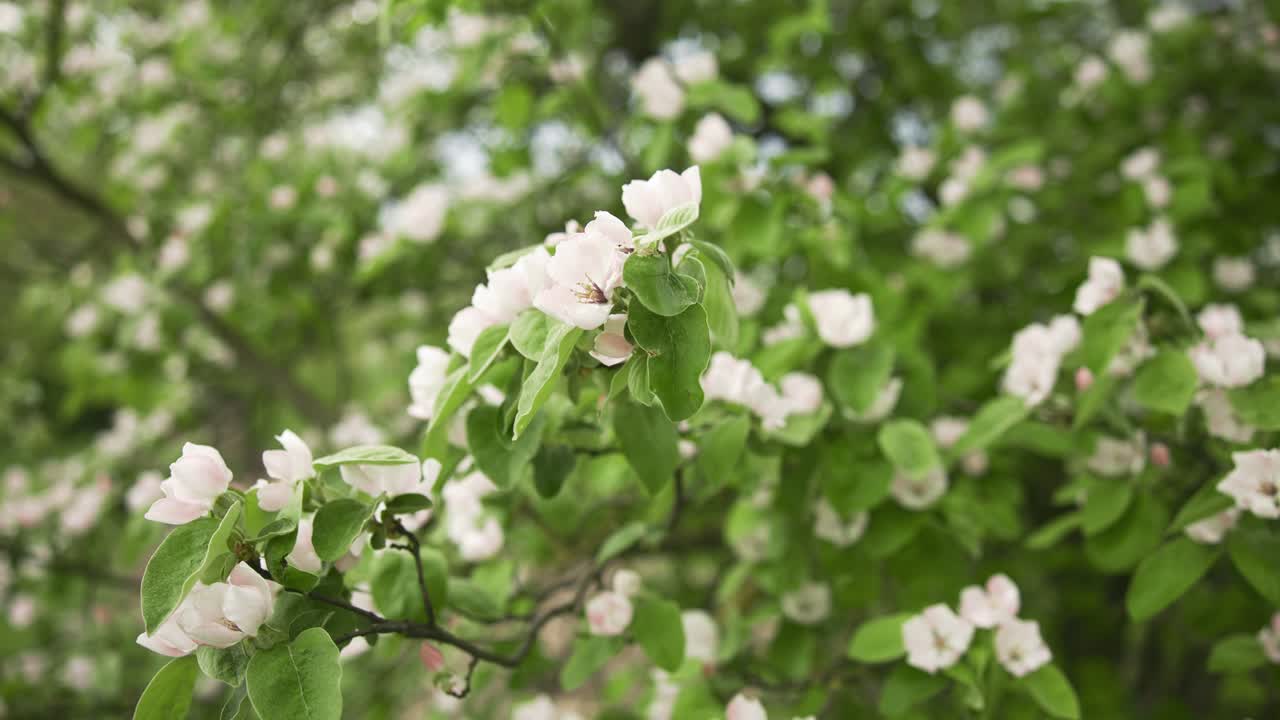 belleza de la flor de la manzana fresca del jardín