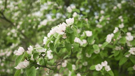 Garden-Fresh-Apple-Blossom-Beauty