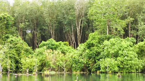 scenic kayak journey in lush tropical clear water canal environment