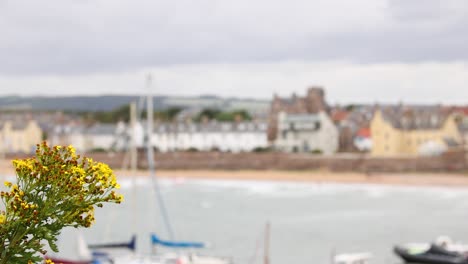 yellow flowers with coastal town background