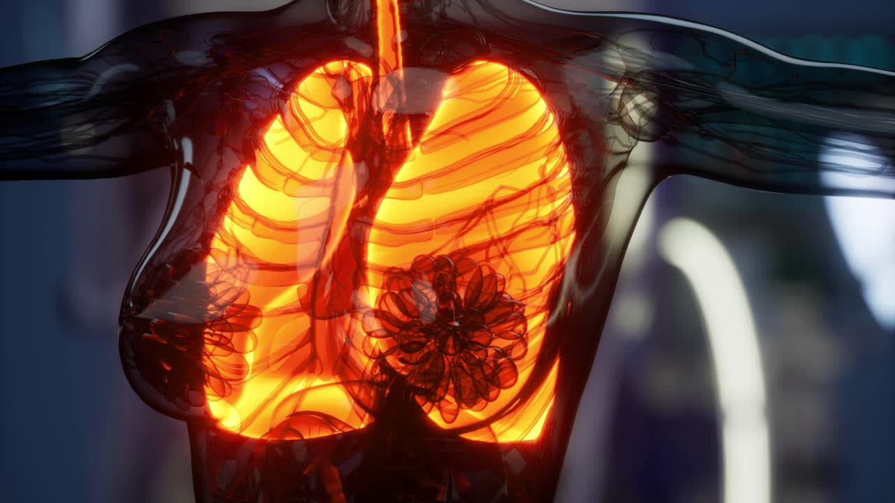 Detailed view of human lungs illustrating respiratory structure and function