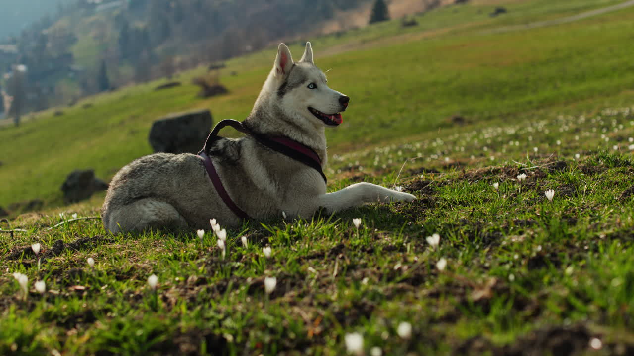 Majestic husky walking through an open alpine field at sunset, with breathtaking mountain views and
