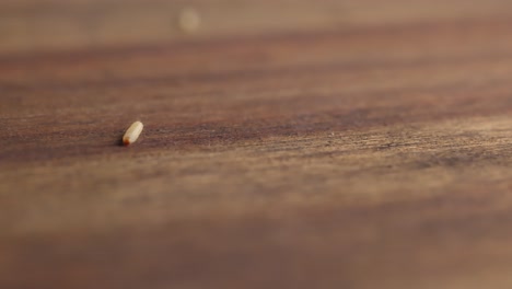 moth larva crawling over wooden surface