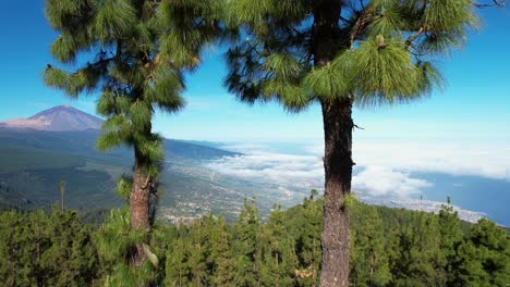 vista lateral lenta del monte teide con abetos en primer plano, un cielo azul claro y el océano atlántico en el fondo, islas canarias, tenerife, españa