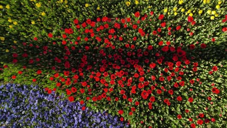 tulip and daisy season drone video emirgan sariyer istanbul turkey