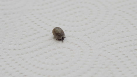 primer plano de una gran garrapata grande, moviendo sus brazos y piernas, concepto de enfermedad e infección