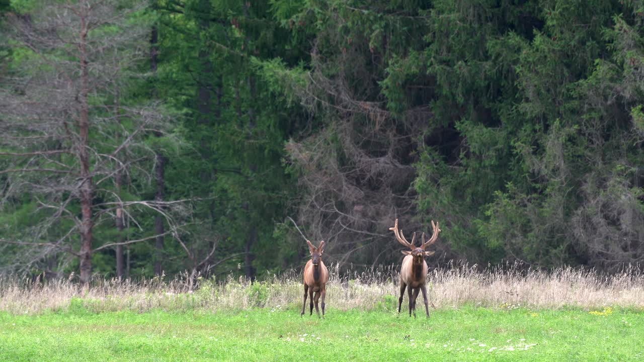 dos alces de toro pastando en un prado herboso a primera hora de la tarde con los árboles de hoja perenne y las montañas en el fondo-1