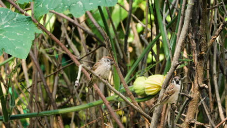 alerted eurasian tree sparrow shoot up perched in tangle srub twigs