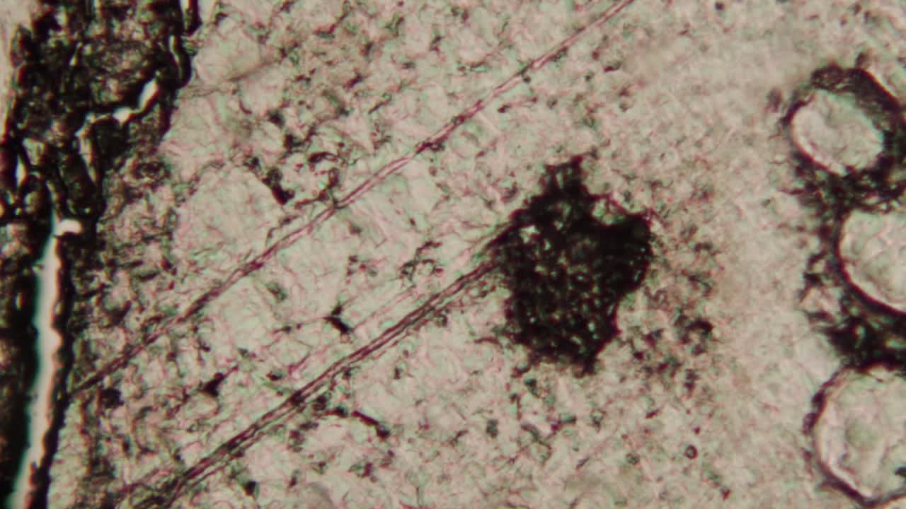 Abstract Microscopic View of Plant Tissue and Cells