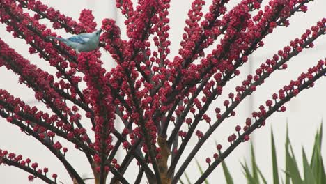 blue bird eating red flowers 4k