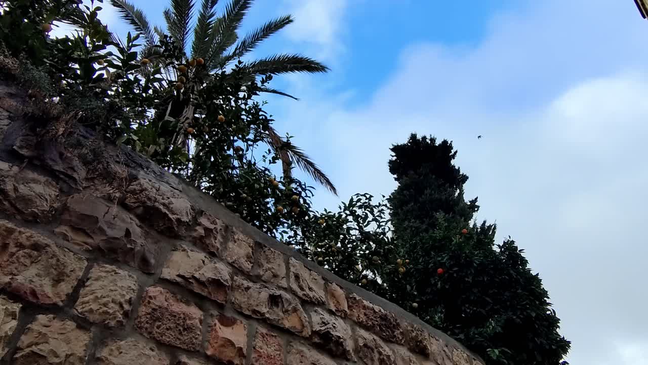 Orange and Palm Trees Growing Over an Ancient Stone Wall