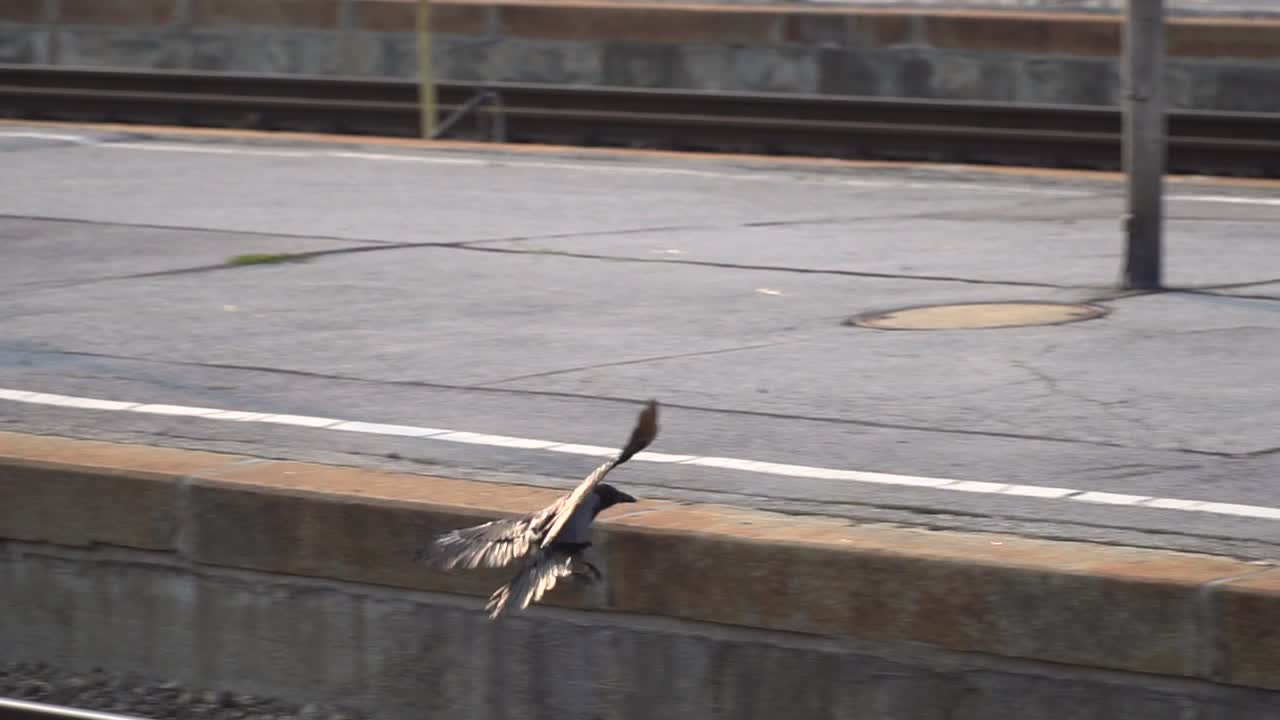 기차역 선로 사이를 날아다니는 단일 까마귀의 추적 샷