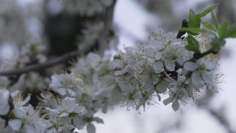 close-up of mirabelle blossoms with yellow stamens