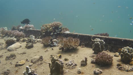 Muchos-Peces-Diferentes-Nadando-Alrededor-De-Estructuras-De-Coral-Duro-Y-Blando-En-El-Mar-En-4k