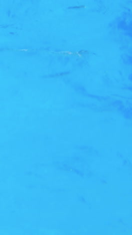 vista de ángulo bajo de un nadador en forma en la piscina