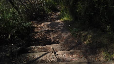 walking through the bush and coming across a lizard