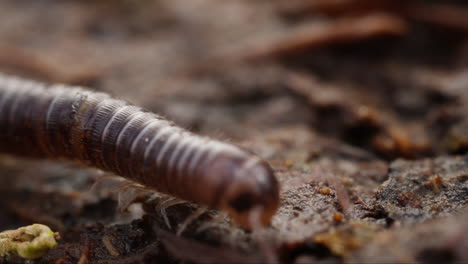 Macro-shot-of-millipede-crawling-towards-camera-with-antennas-and-head-in-closeup