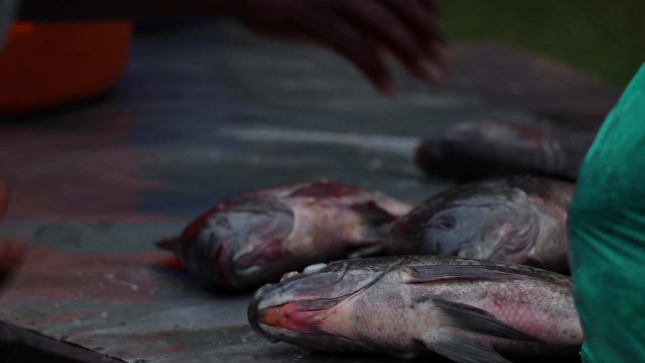 Close-up of Tilapia fish being handled by fishermen's hands on a table in Kalangala, Uganda (Lake Victoria). Fish are turned over while gasping for air
