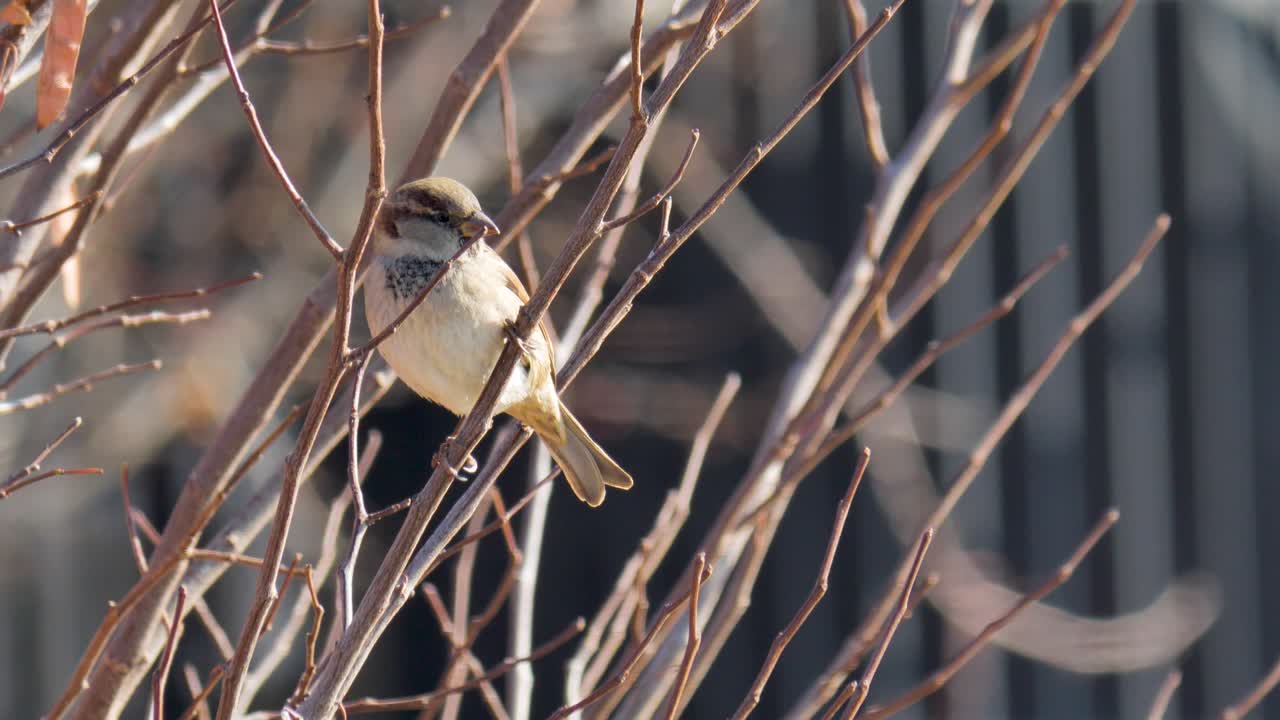 겨울에 나무에 자리 잡은 성인 남성 집 참새