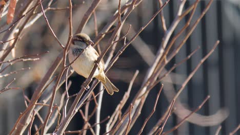 an adult male house sparrow perched in a tree in winter