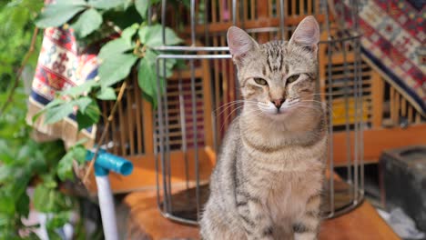 a tabby cat sitting peacefully outside with a bird cage in the background