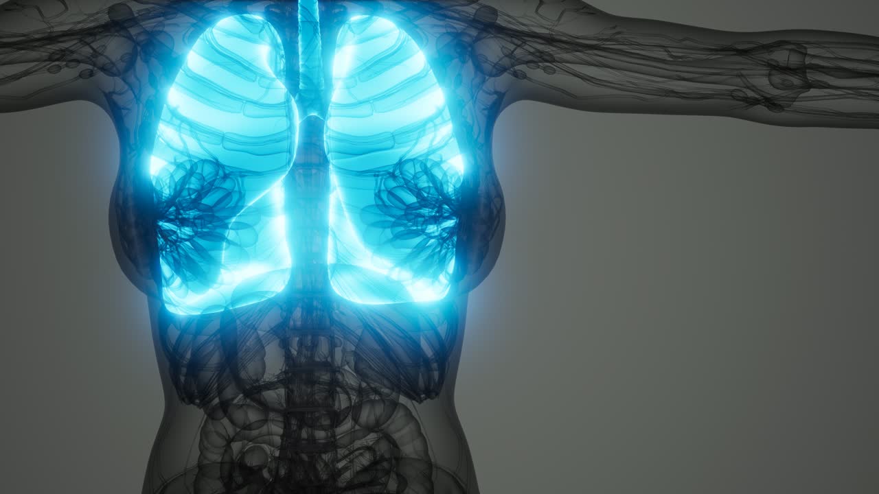 exploración de la anatomía de los pulmones humanos