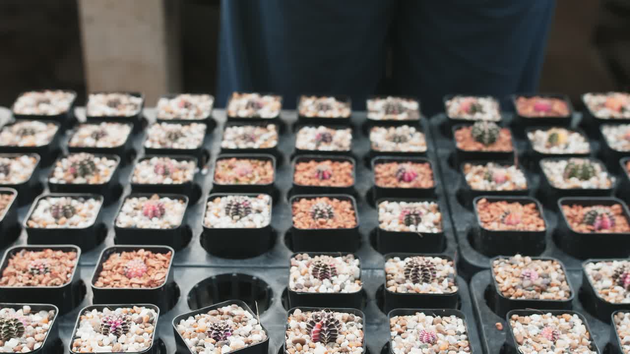 alguien elige un mini cactus en maceta sobre una mesa llena de cactus bebés en macetas