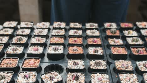 someone picks out a mini potted cactus on a table full of potted baby cacti