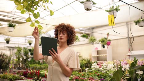 woman gardener inspecting plants with digital tablet in greenhouse