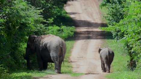 los elefantes asiáticos son especies en peligro de extinción y también son residentes de tailandia