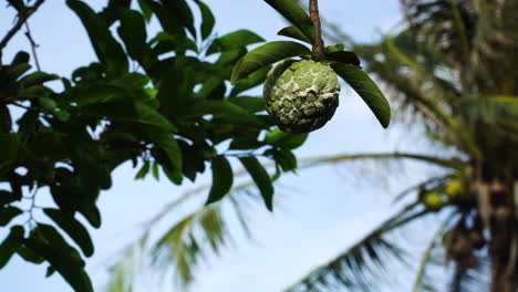 curd apple or custard apple