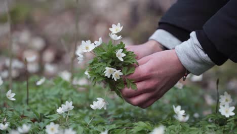 cerca de manos de mujeres recogiendo flores en un bosque danés