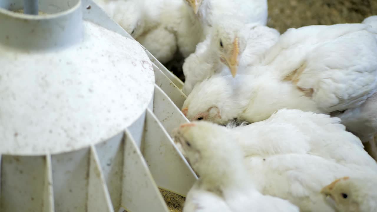 가금류 농장에서  브로일러