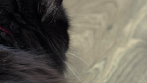 close up shot of black tuxedo ragdoll house cat with green eyes, 4k