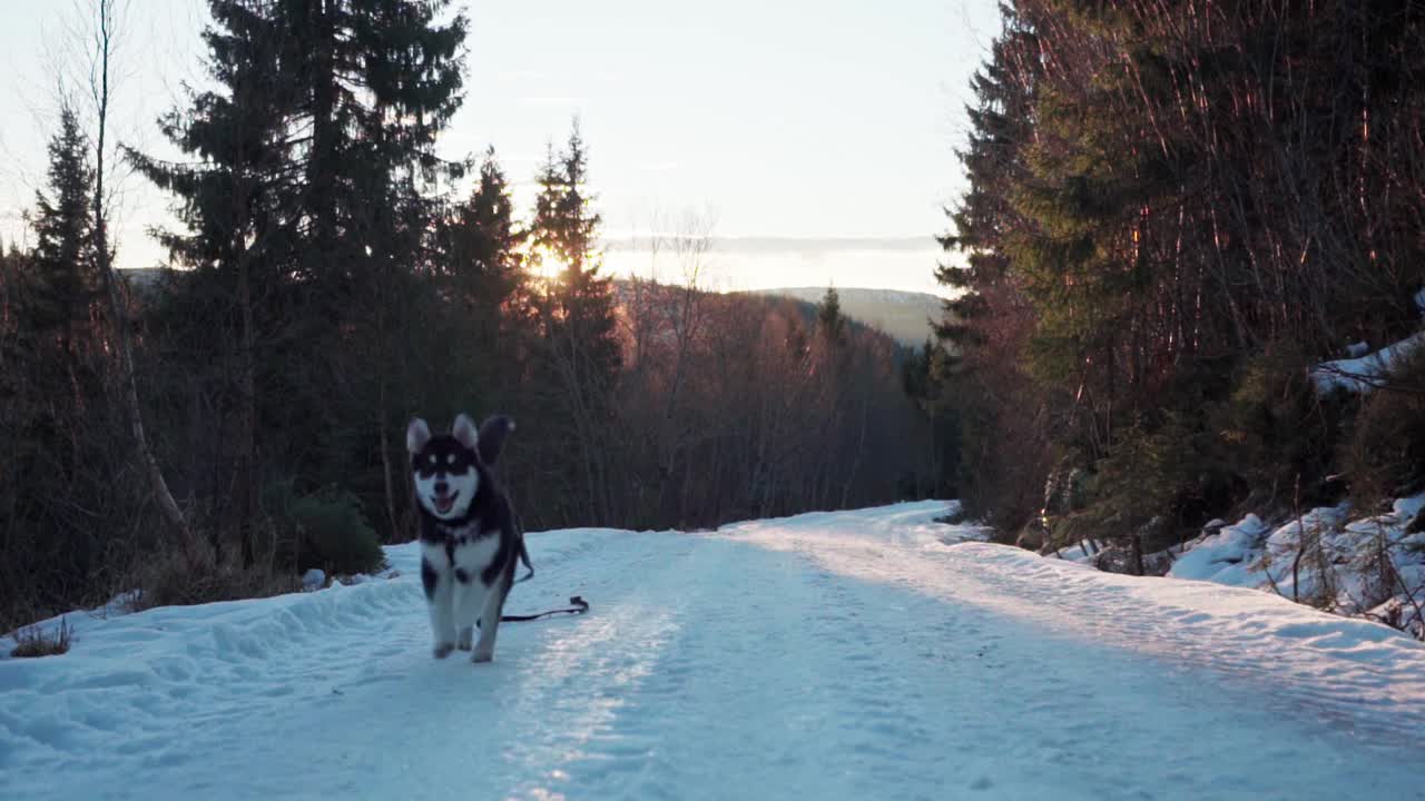 Alaskan Malamute Dog With Leash Running On Snowy Trail At Sunrise