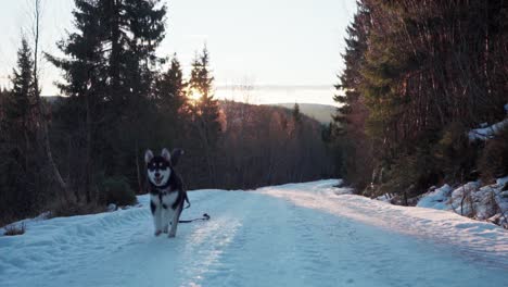 Alaskan-Malamute-Dog-With-Leash-Running-On-Snowy-Trail-At-Sunrise