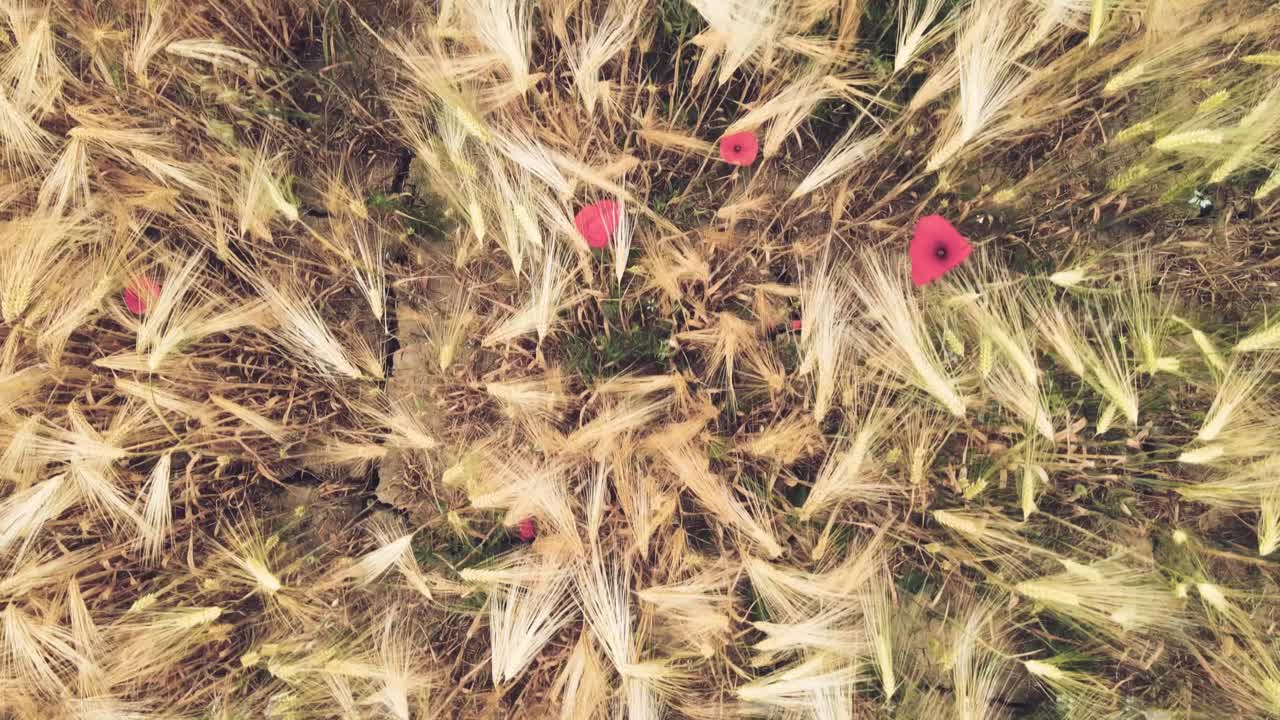 밀밭, 농장의 조감도 평면도