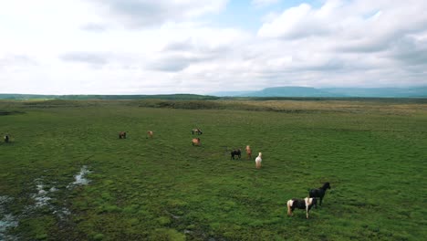 Vista-Aérea-Drone-Volando-Sobre-El-Campo-De-Islandia-Con-Caballos-Salvajes-Pacíficamente