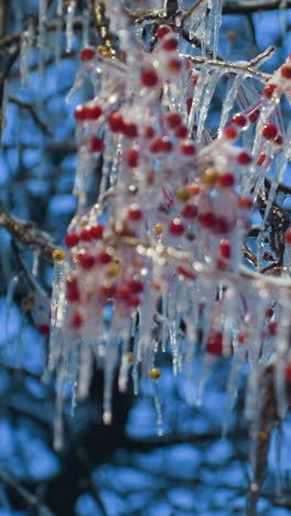 close-up of red berries encased in frost and shimmering icicles on tree branches, highlighted against a vibrant blue winter sky, the intricate frozen details