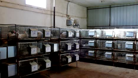 beautiful rabbits on a farm in cages